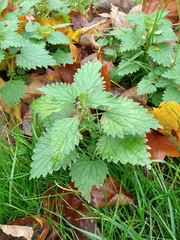 Urtica dioica