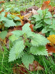 Urtica dioica