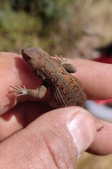 Sceloporus bicanthalis