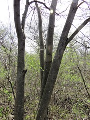 Amelanchier arborea arborea