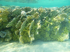 Millepora dichotoma