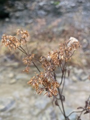 Eupatorium cannabinum