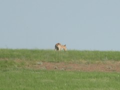 Saiga tatarica
