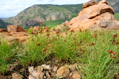 Cyperus rupestris