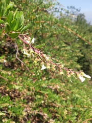 Escallonia illinita