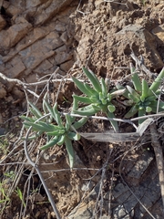 Dudleya virens hassei