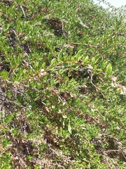 Escallonia illinita
