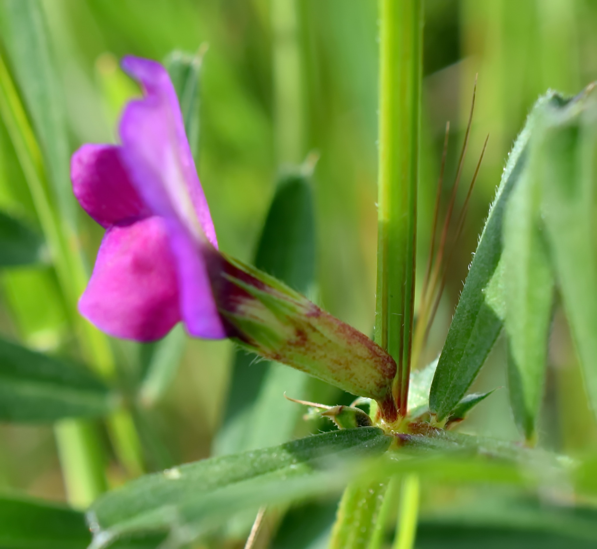 Vicia sativa ssp. nigra