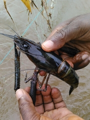 Macrobrachium vollenhovenii