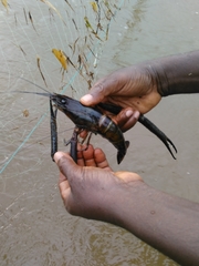 Macrobrachium vollenhovenii