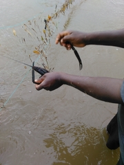 Macrobrachium vollenhovenii