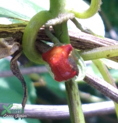Charidotella rubicunda