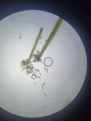 Syrrhopodon texanus