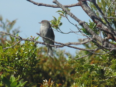 Pyrope pyrope fortis