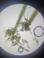 Syrrhopodon texanus