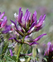 Astragalus suprapilosus