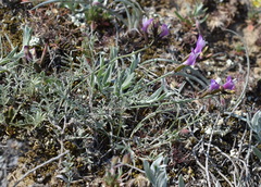 Astragalus subuliformis