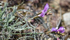 Astragalus subuliformis