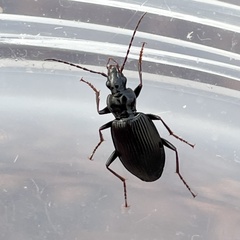 Limodromus