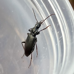 Limodromus