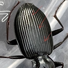 Limodromus