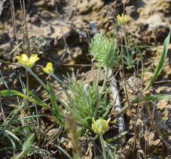 Ceratocephala falcata