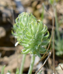 Ceratocephala falcata