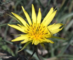 Tragopogon pusillus