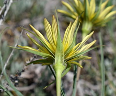 Tragopogon pusillus