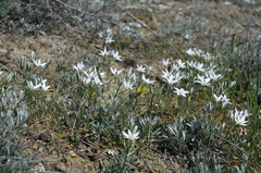 Ornithogalum navaschinii