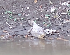 Caiman crocodilus crocodilus