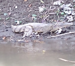 Caiman crocodilus crocodilus