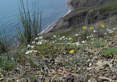 Ornithogalum navaschinii