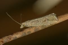 Bactra lancealana