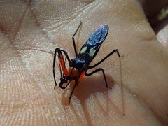 Acanthischium superbum