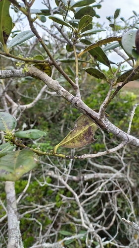 Image of Ilex theezans by (c) JG, some rights reserved (CC BY)