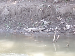 Caiman crocodilus crocodilus