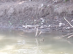 Caiman crocodilus crocodilus