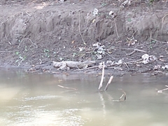 Caiman crocodilus crocodilus