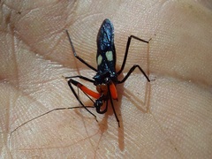 Acanthischium superbum