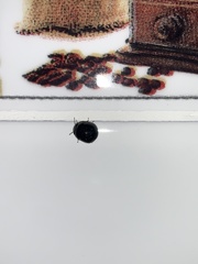 Brachyplatys subaeneus