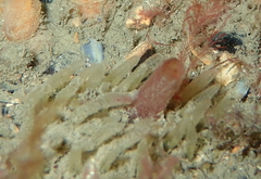 Polymastia penicillus