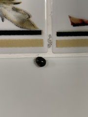 Brachyplatys subaeneus