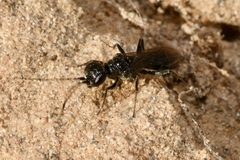 Dolichurus corniculus