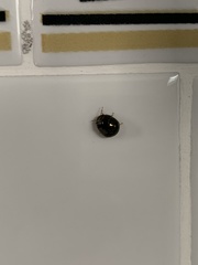 Brachyplatys subaeneus