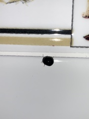 Brachyplatys subaeneus