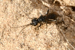 Dolichurus corniculus