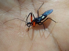 Acanthischium superbum