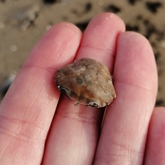 Liocarcinus navigator