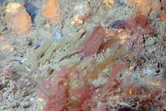 Polymastia penicillus